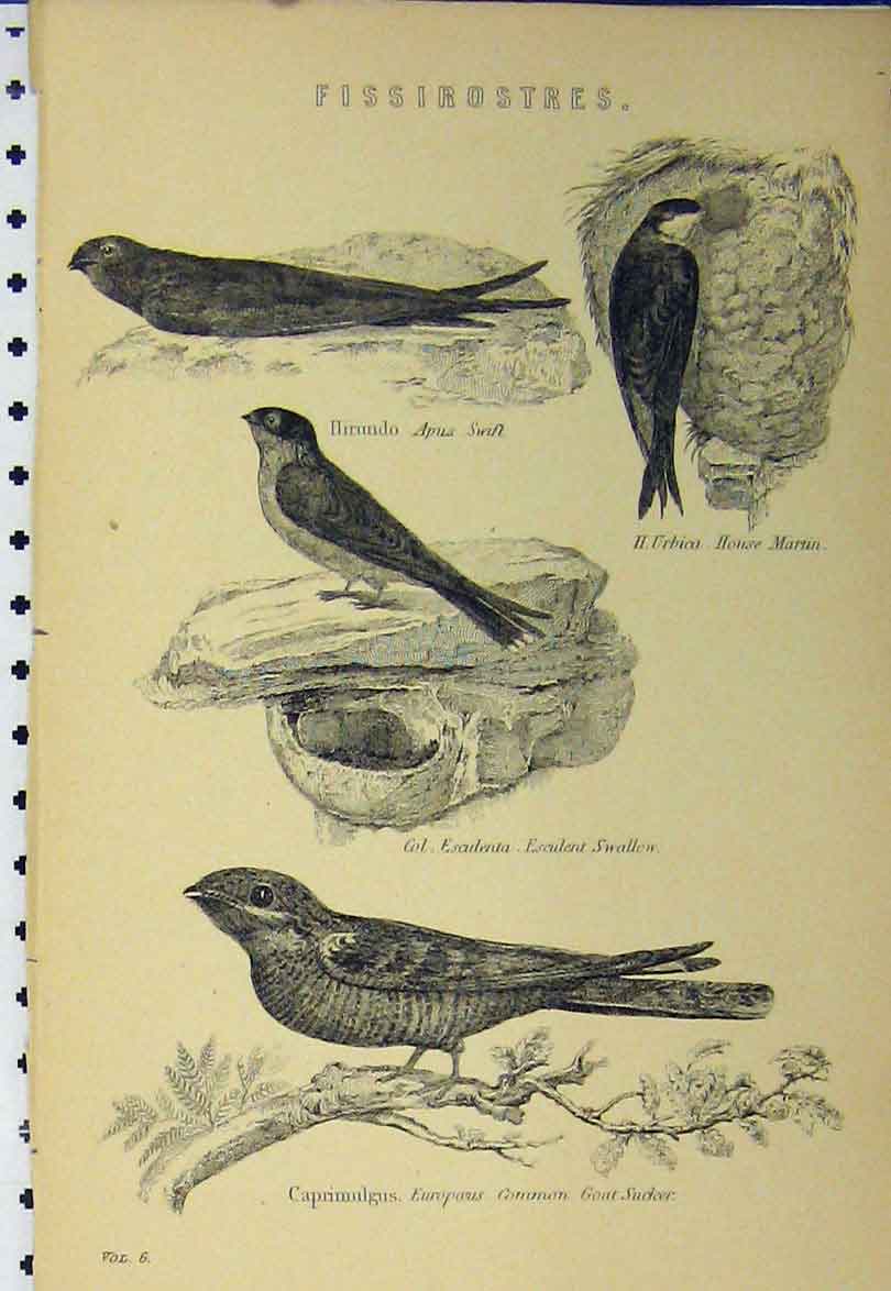 Old Antique Print C1890 Birds Apus Swift House Martin Swallow Goat Sucker 19th