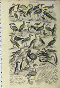 Original Old Antique Print Ornithology Birds C1890 Nature Pelican Victorian