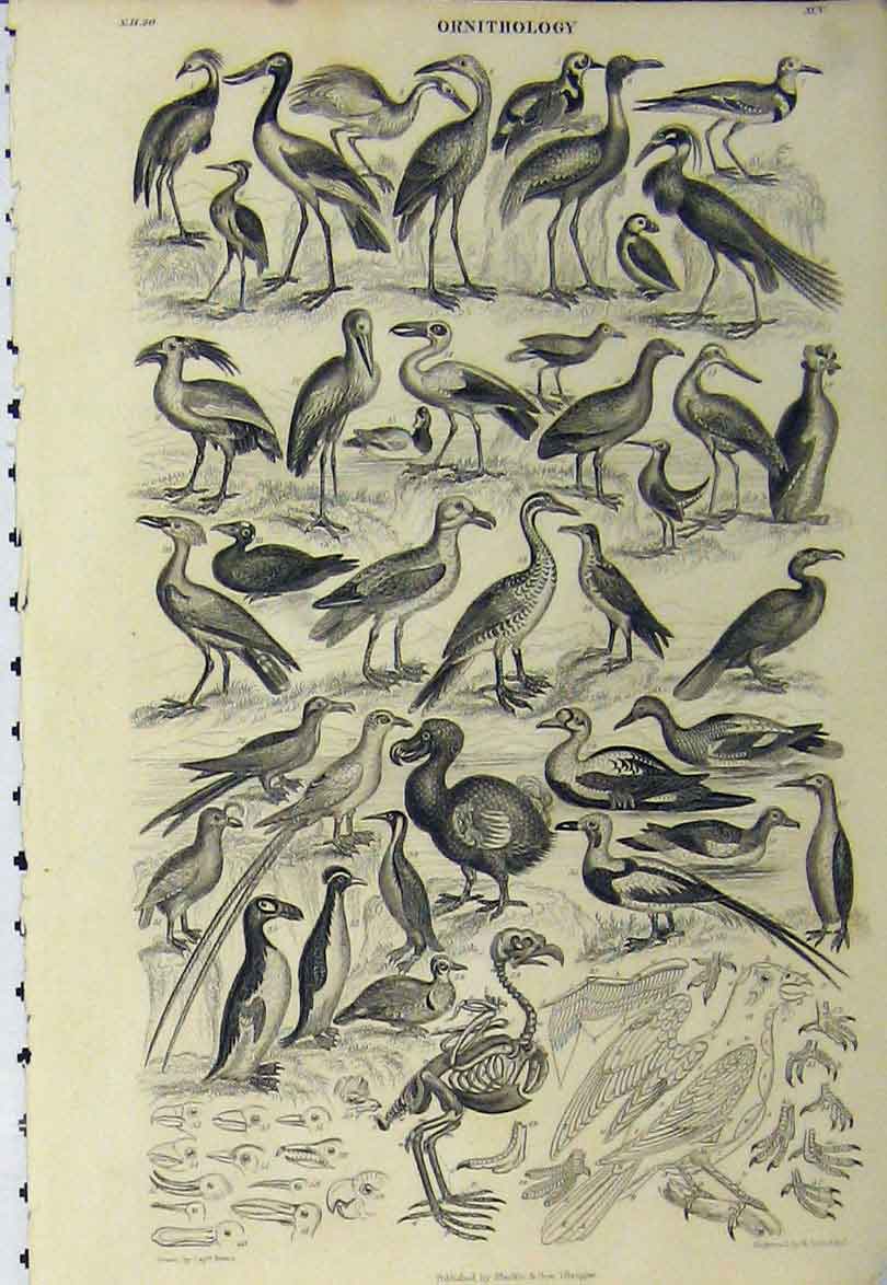 Original Old Antique Print Ornithology Birds C1890 Nature Pelican Victorian