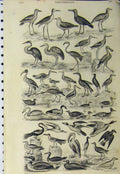 Original Old Antique Print Ornithology C1890 Species Birds Flying Duck Pelican