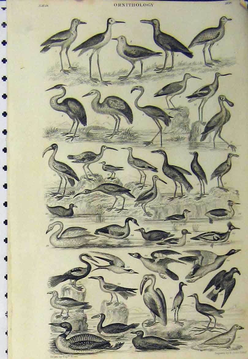 Original Old Antique Print Ornithology C1890 Species Birds Flying Duck Pelican