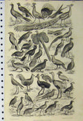 Original Old Antique Print Ornithology C1890 Birds Peacocks Chicken Dove Pigeon