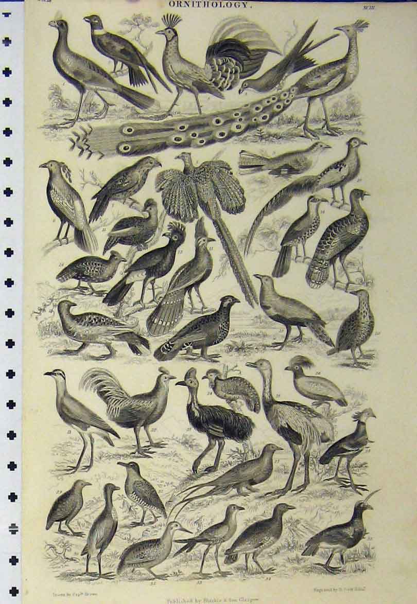 Original Old Antique Print Ornithology C1890 Birds Peacocks Chicken Dove Pigeon