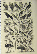 Original Old Antique Print C1890 Ornithology Birds Ostrich Eagle Prey Owl 19th
