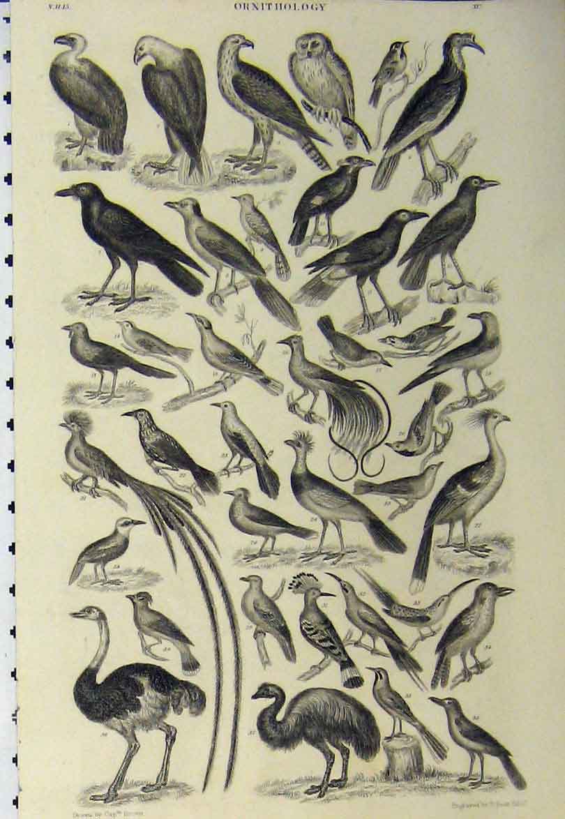 Original Old Antique Print C1890 Ornithology Birds Ostrich Eagle Prey Owl 19th
