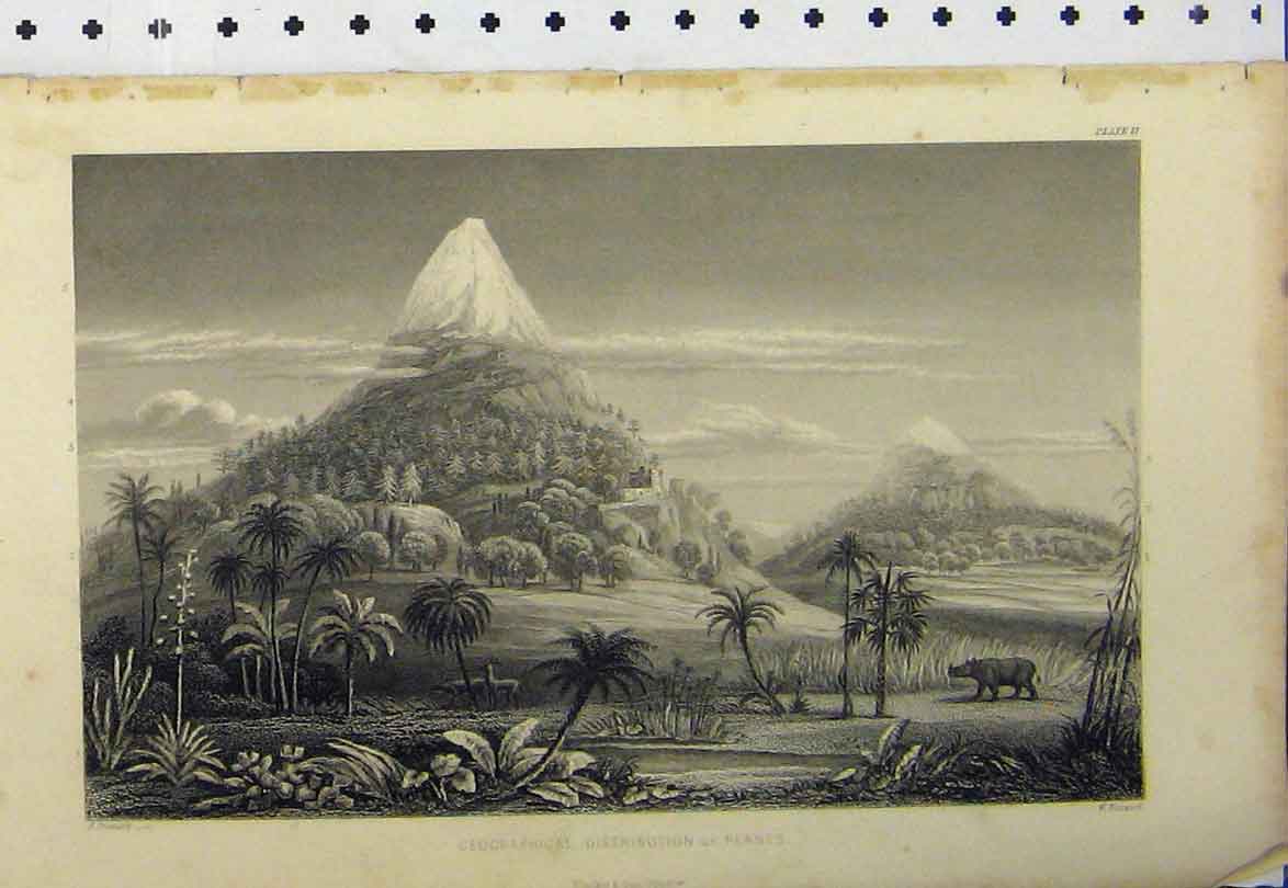 Original Old Antique Print C1890 Geographical Mountains Scene Rhinocerous 19th