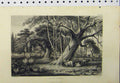 Old Antique Print C1890 Country Scene Animals Trees Birds Banyan Boabob 19th