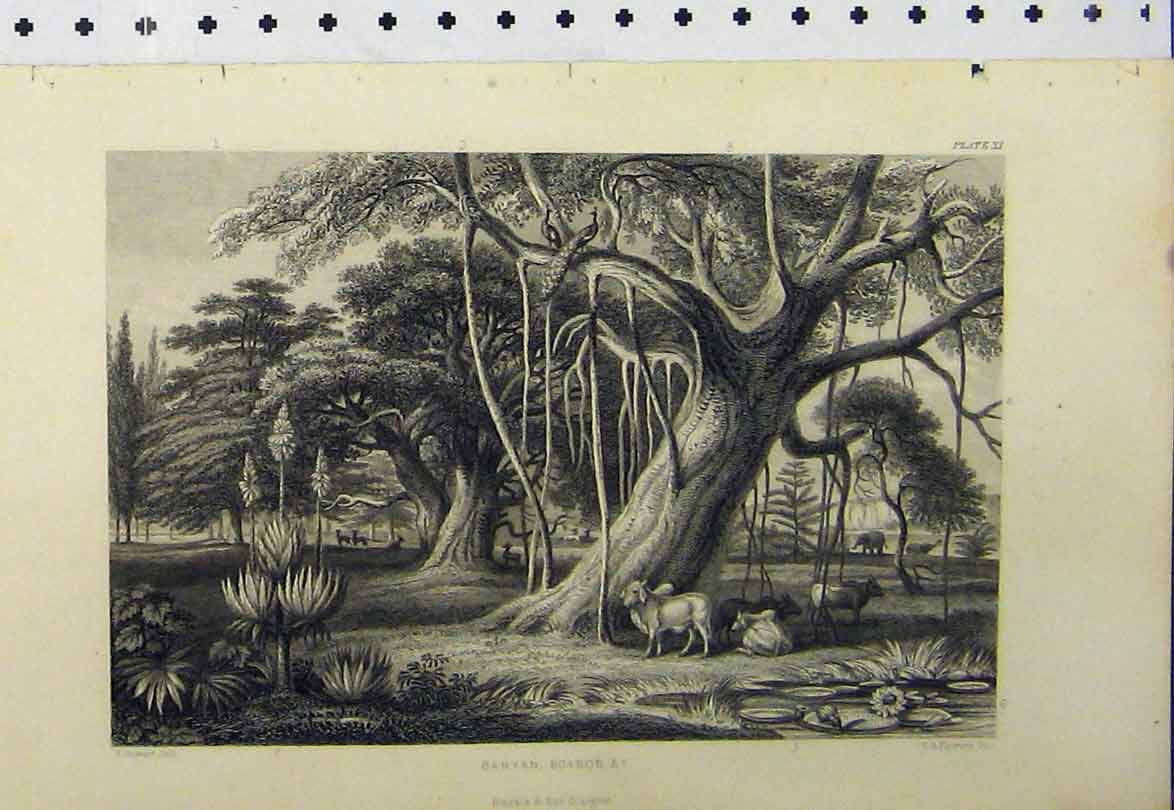 Old Antique Print C1890 Country Scene Animals Trees Birds Banyan Boabob 19th
