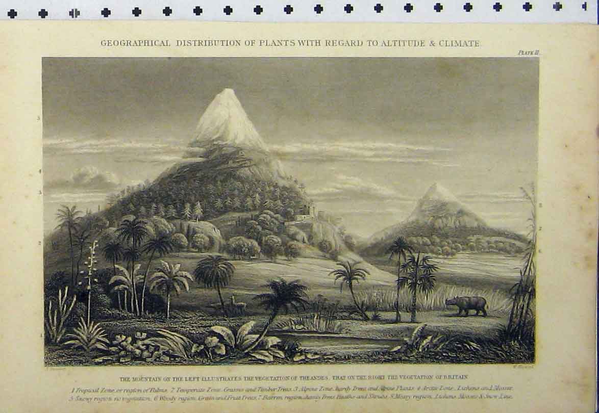 Original Old Antique Print C1890 Geographical Plants Altitude Climate Mountains