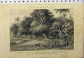 Old Antique Print Mahogany Tree Bread-Fruit C1890 Caster Oil Plant Cacti 19th