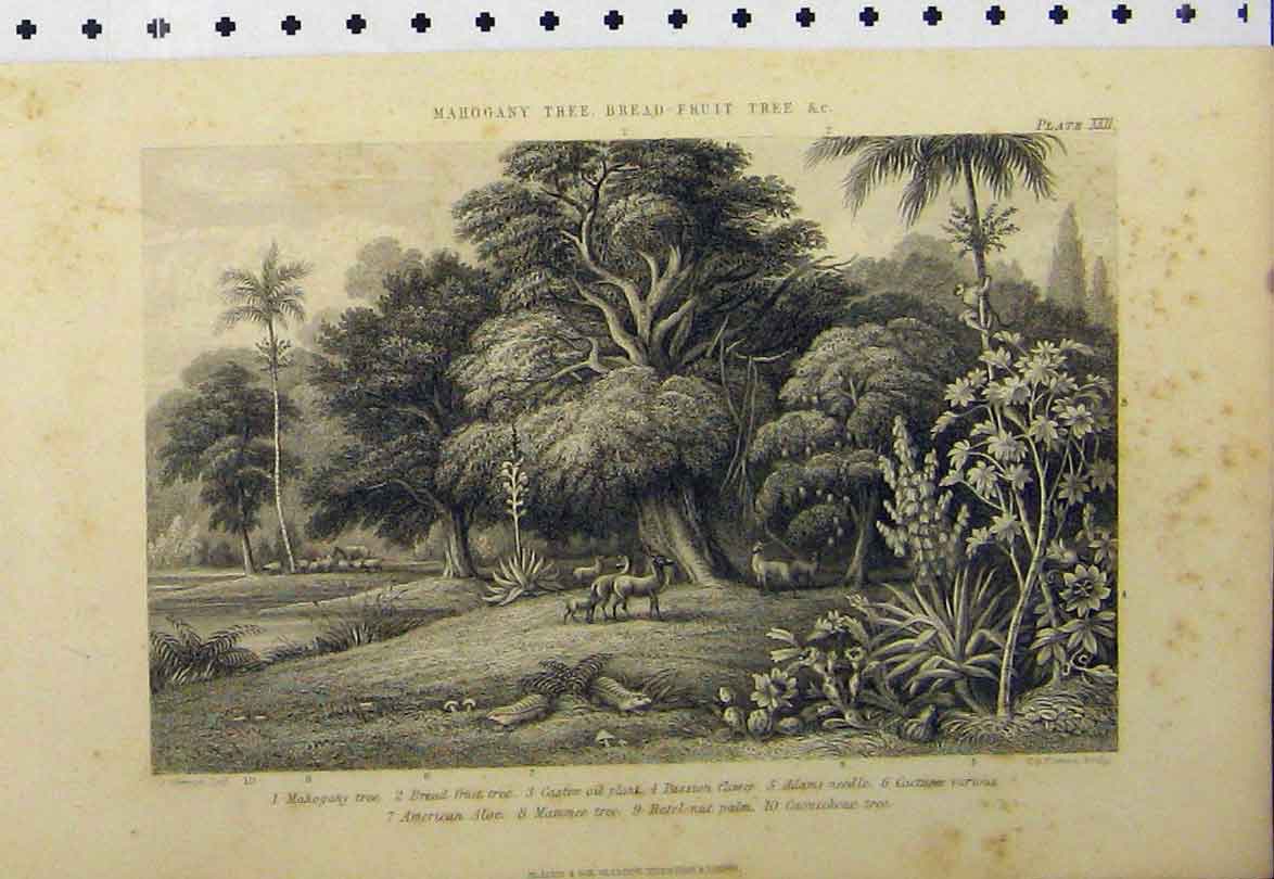 Old Antique Print Mahogany Tree Bread-Fruit C1890 Caster Oil Plant Cacti 19th