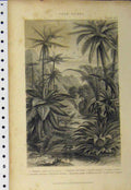 Old Antique Print C1890 Trees Ferns Arborea Elegans Birds Nest Dicksonia 19th