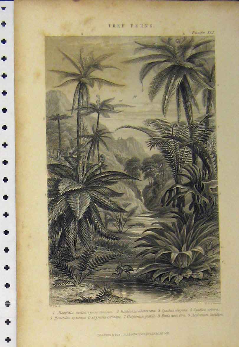 Old Antique Print C1890 Trees Ferns Arborea Elegans Birds Nest Dicksonia 19th