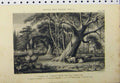 Original Old Antique Print C1890 Banyan Tree Camphor Tree Monkey Bread Country