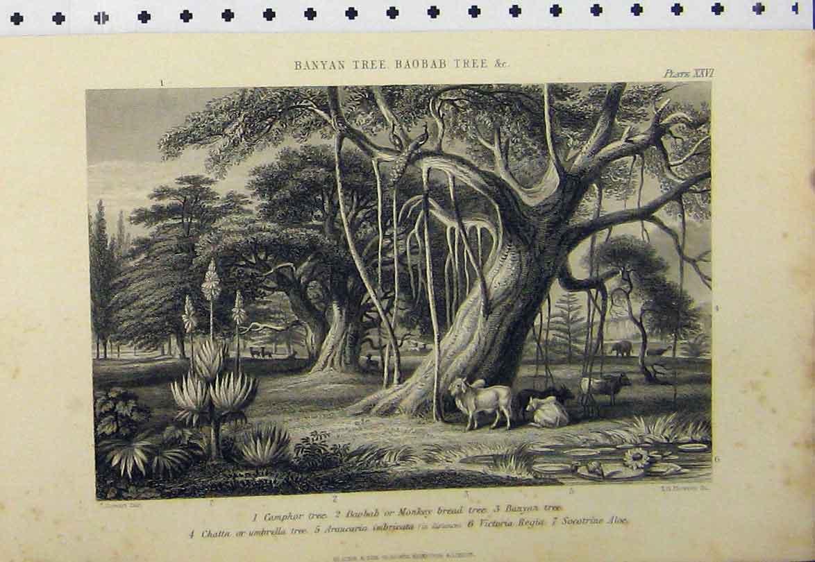 Original Old Antique Print C1890 Banyan Tree Camphor Tree Monkey Bread Country