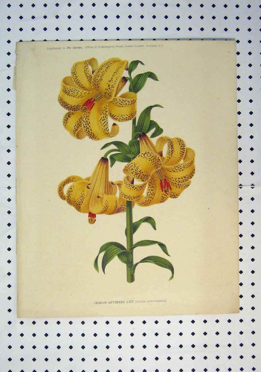 Original Old Antique Print C1864 Colour Crimson Anthered Lily Yellow Flower