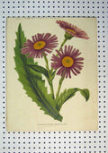 Original Old Antique Print C1864 Tyermans Groundsel Pink Yellow Flowers Leaves