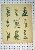 Original Old Antique Print C1864 Colour Flowers Amara Dulcis Angelica Adders