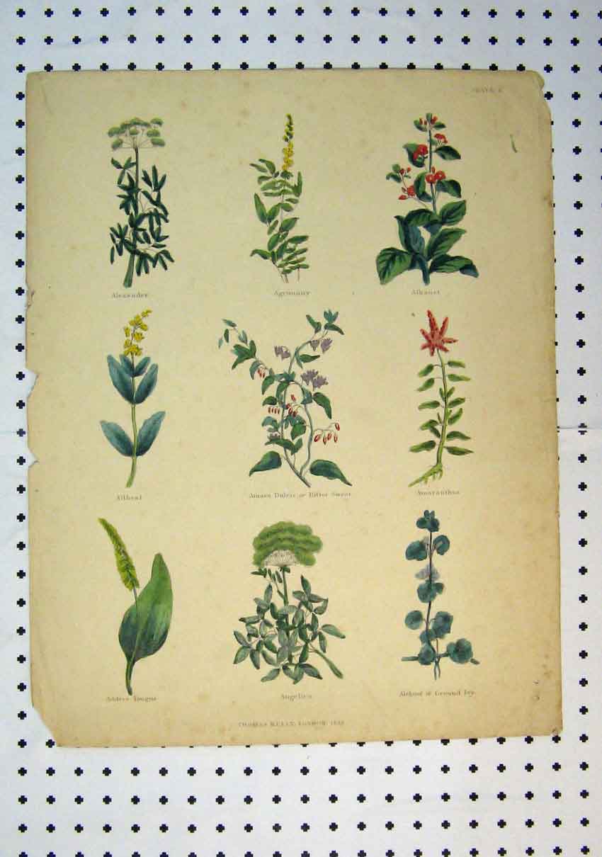 Original Old Antique Print C1864 Colour Flowers Amara Dulcis Angelica Adders