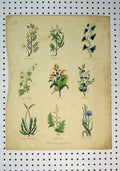 Original Old Antique Print C1864 Colour Flowers Bishops Weed Borage Briony 19th