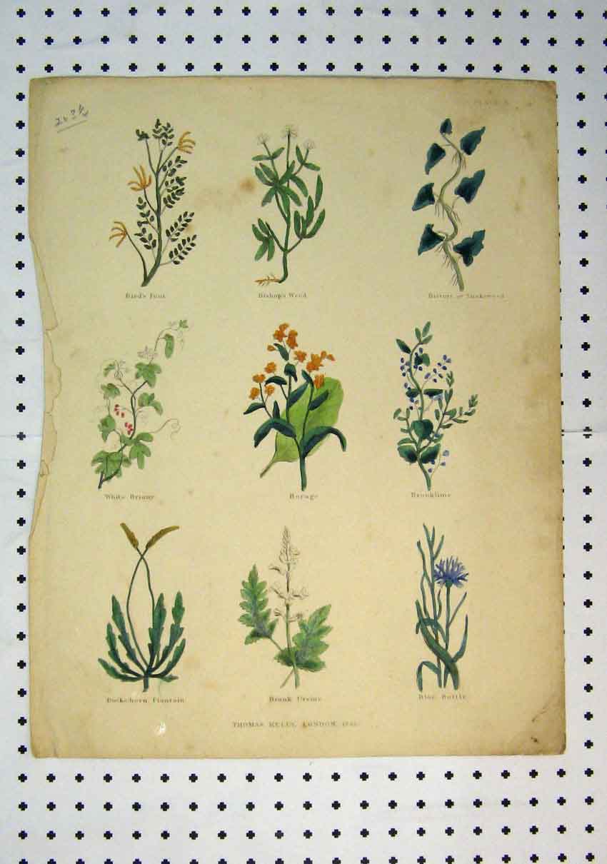 Original Old Antique Print C1864 Colour Flowers Bishops Weed Borage Briony 19th
