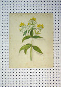Original Old Antique Print C1864 Colour Yellow Flowers Green Leaves Victorian