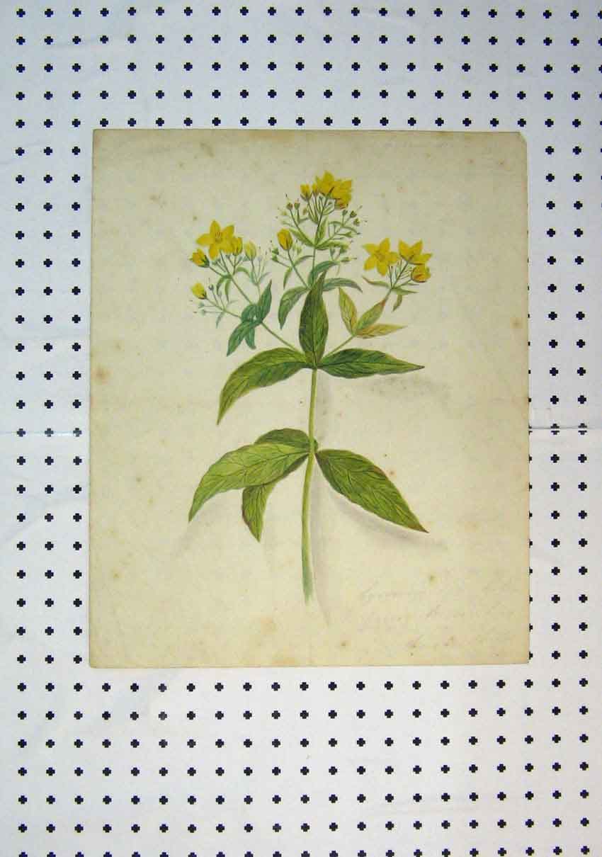 Original Old Antique Print C1864 Colour Yellow Flowers Green Leaves Victorian