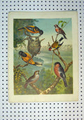 Original Old Antique Print C1864 Colour Wild Birds Warblers Wagtails Wren 19th