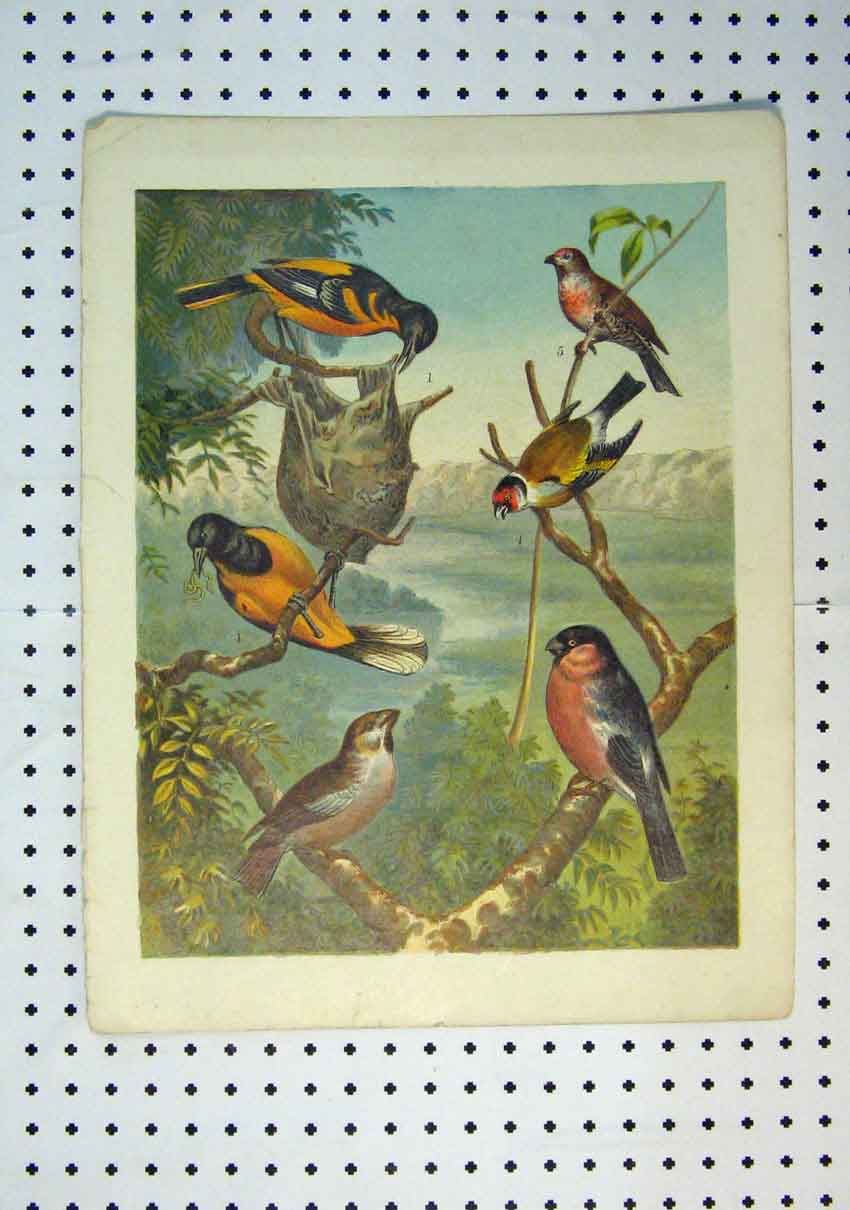 Original Old Antique Print C1864 Colour Wild Birds Warblers Wagtails Wren 19th