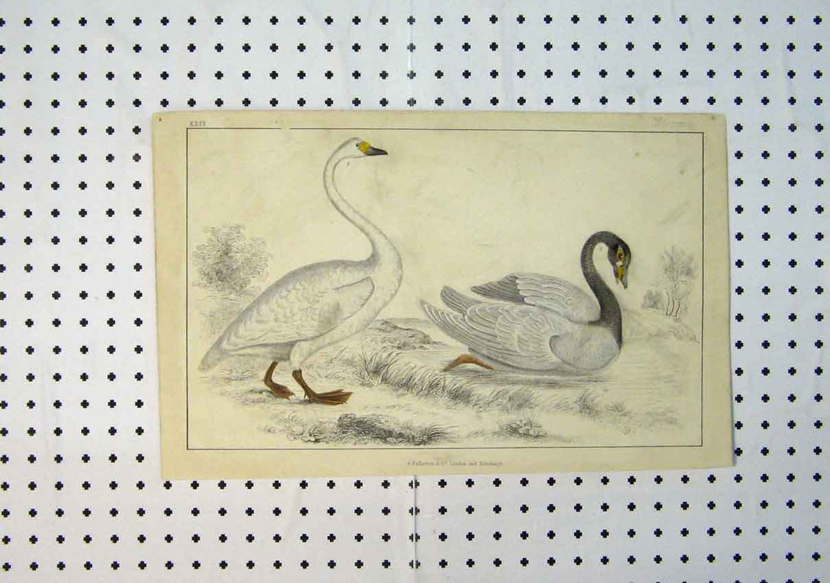 Original Old Antique Print C1864 Colour Swans River Country Scene Wild Birds