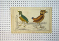 Original Old Antique Print C1864 Colour Wild Birds Country Scene Wildlife 19th