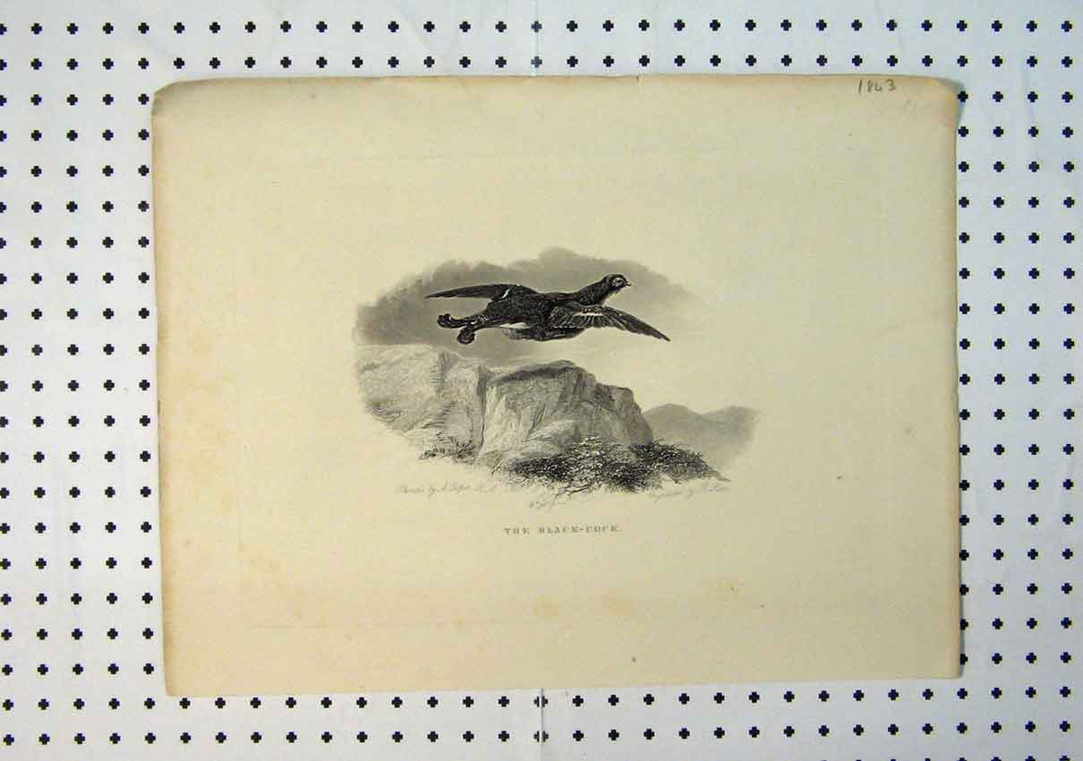 Original Old Antique Print C1864 Black-Cock Wild Bird Mountain Scene Victorian