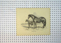 Original Old Antique Print C1864 Horse Foal Country Scene Beautiful Victorian