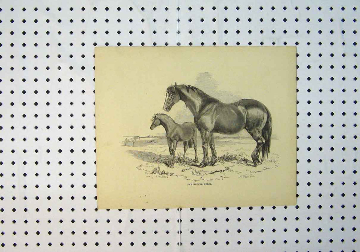 Original Old Antique Print C1864 Horse Foal Country Scene Beautiful Victorian
