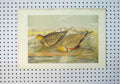 Original Old Antique Print 1866 Colour Whistling Sand-Grouse Wild Birds 19th