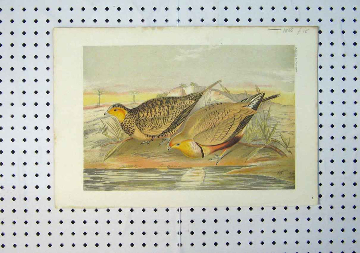 Original Old Antique Print 1866 Colour Whistling Sand-Grouse Wild Birds 19th