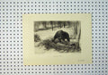 Original Old Antique Print C1898 Country Scene Grizzly Bear Wild Animals 19th