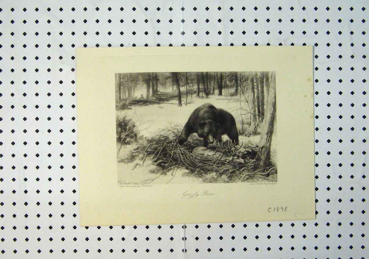 Original Old Antique Print C1898 Country Scene Grizzly Bear Wild Animals 19th