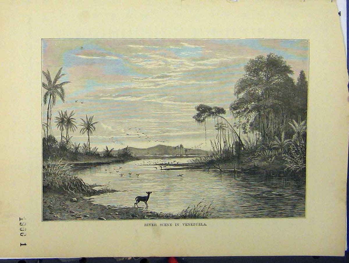 Original Old Antique Print C1850 River Scene Venezuela Derr Birds Country 19th