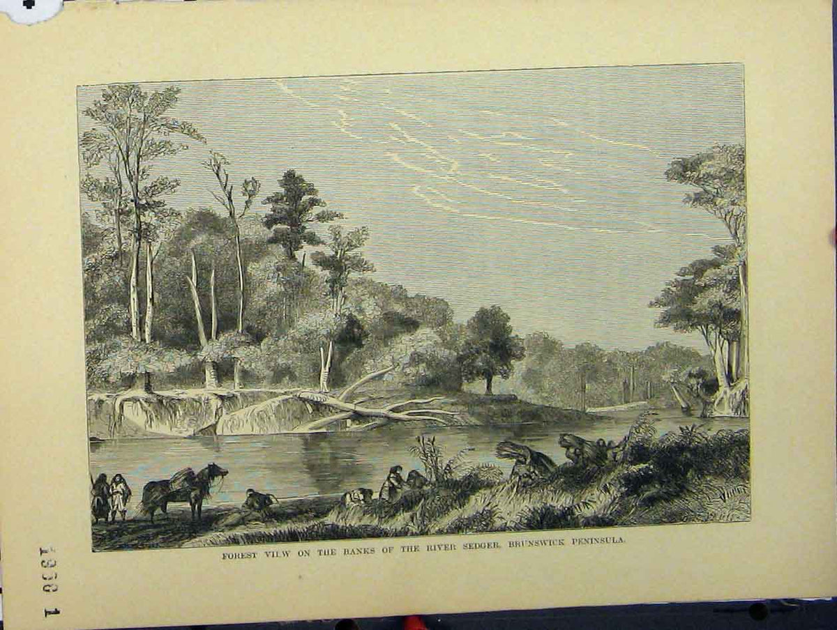 Original Old Antique Print Forest View River Sedger Brunswick Peninsula C1850