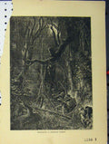 Original Old Antique Print C1850 View Exploring Tropical Forest Men Victorian