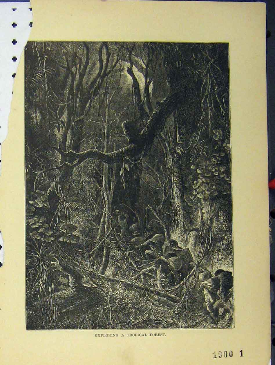 Original Old Antique Print C1850 View Exploring Tropical Forest Men Victorian