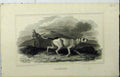 Original Old Antique Print 1817 Man Hunting Gun Dog Pointer Mountain Scene 19th