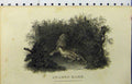 Original Old Antique Print C1850 Snared Hare Wild Animal Country Scene 19th