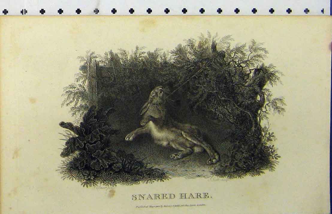Original Old Antique Print C1850 Snared Hare Wild Animal Country Scene 19th