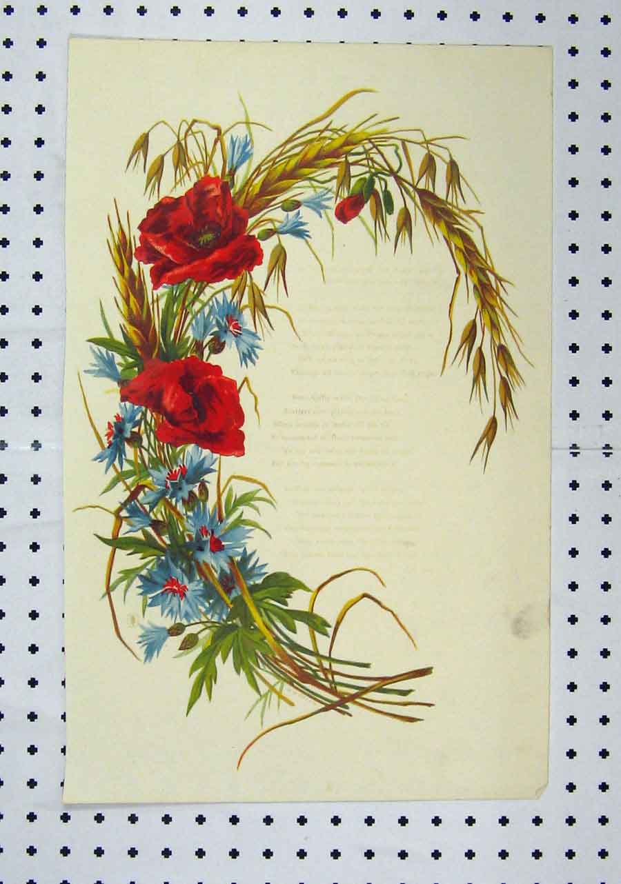Original Old Antique Print C1850 Colour Flowers Red Blue Straw 19th
