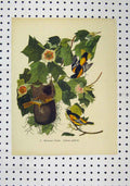 Original Old Antique Print C1850 Colour Baltimore Oriole Flower Wild Birds 19th