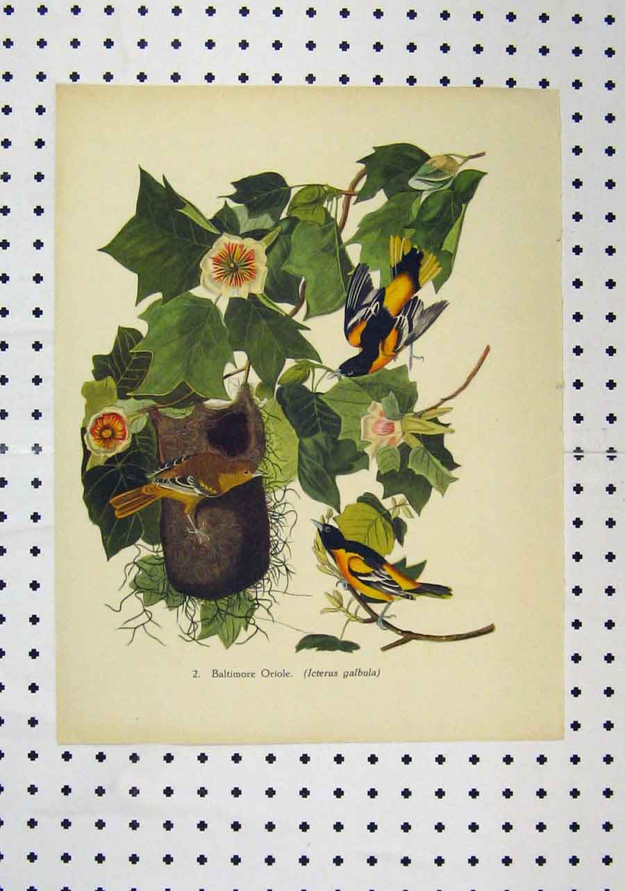 Original Old Antique Print C1850 Colour Baltimore Oriole Flower Wild Birds 19th
