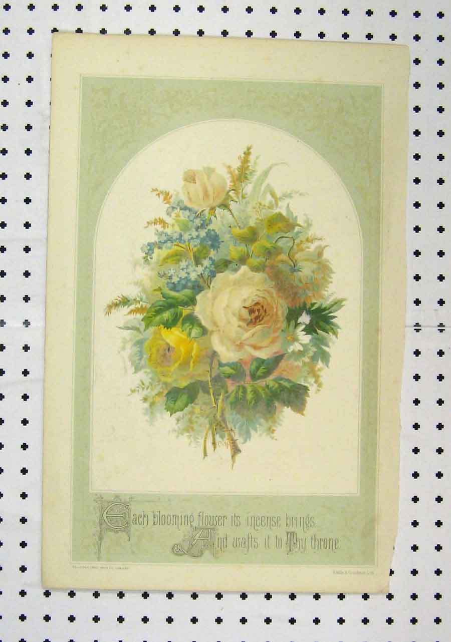 Original Old Antique Print C1850 Colour Yellow White Flowers Couchman Victorian