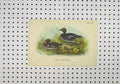 Original Old Antique Print C1850 Colour Ducks River American Teal Animals 19th